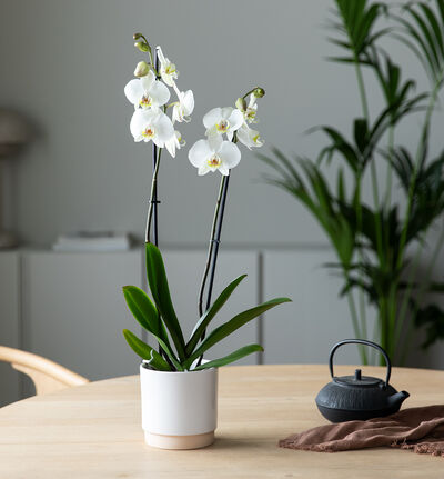 Hvit orkidé i hvit Linnea potte